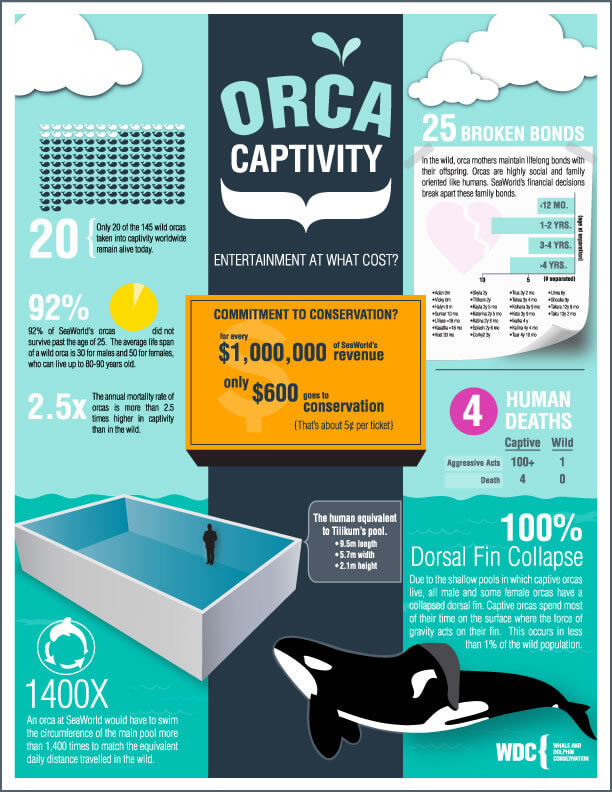 No animal rights – orcas in captivity infographic