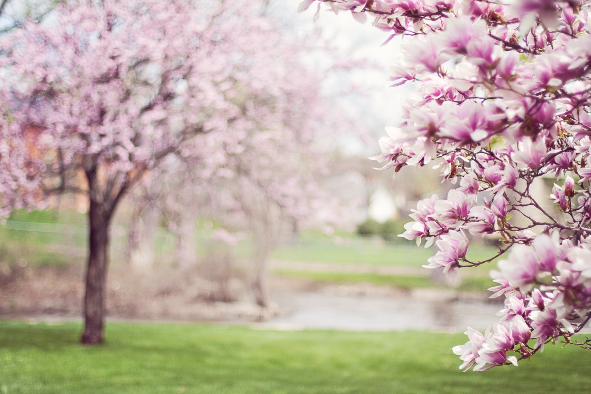 find a nice blossoming tree in your garden, that can brighten the space up a little.