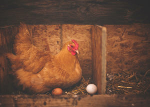 animal barn bird