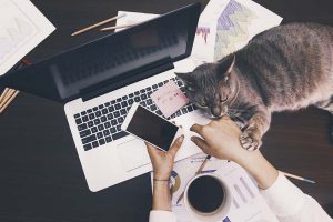 picture of a cat sitting on a laptop while working from home