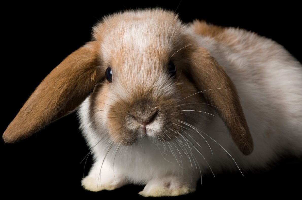 Cruelty-free beauty bunny