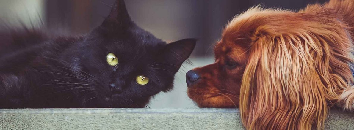 cat and dog lying together